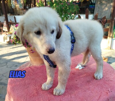 Elias, weißer griechischer Schäferhund Welpen - Rüde