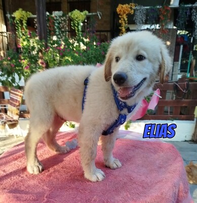 Elias, weißer griechischer Schäferhund Welpen - Rüde