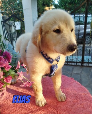 Elias, weißer griechischer Schäferhund Welpen - Rüde