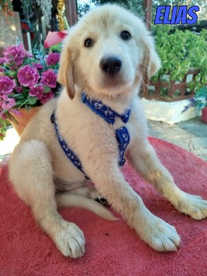 Elias, weißer griechischer Schäferhund Welpen - Rüde