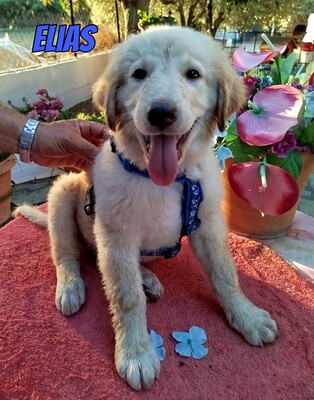 Elias, weißer griechischer Schäferhund Welpen - Rüde