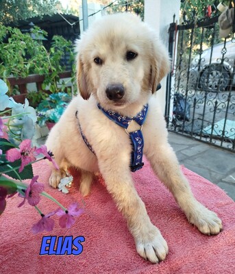 Elias, weißer griechischer Schäferhund Welpen - Rüde