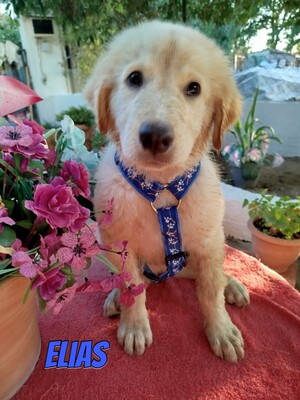 Elias, weißer griechischer Schäferhund Welpen - Rüde