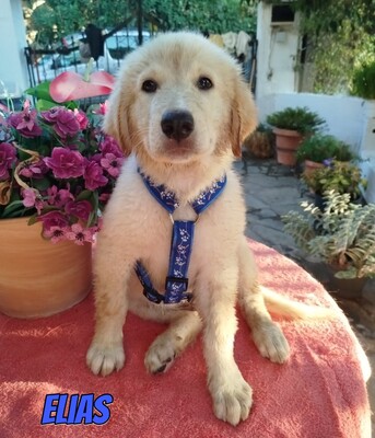 Elias, weißer griechischer Schäferhund Welpen - Rüde