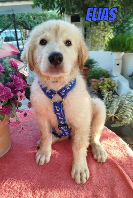 Elias, weißer griechischer Schäferhund Welpen - Rüde