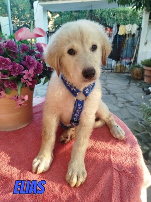 Elias, weißer griechischer Schäferhund Welpen - Rüde
