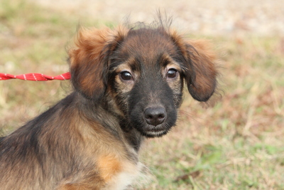 Elin, Mischling Welpen - Rüde