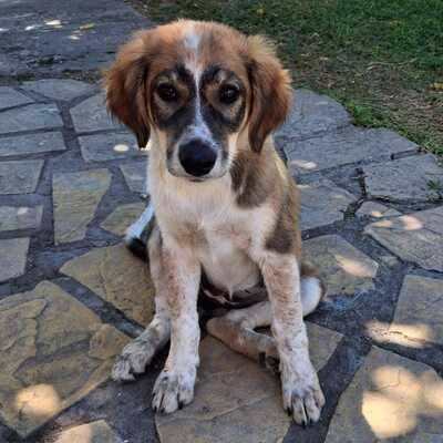 Elina - fällt mit ihrem besonderen Wesen sofort auf / Vorgemerkt, gr. Schäferhund-Mischling Welpen - Hündin