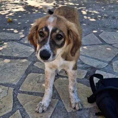 Elina - fällt mit ihrem besonderen Wesen sofort auf / Vorgemerkt, gr. Schäferhund-Mischling Welpen - Hündin