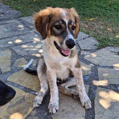 Elina - fällt mit ihrem besonderen Wesen sofort auf / Vorgemerkt, gr. Schäferhund-Mischling Welpen - Hündin