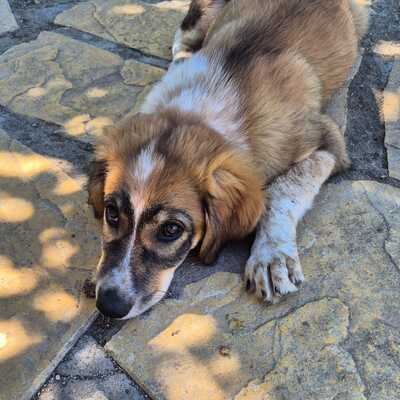 Elina - fällt mit ihrem besonderen Wesen sofort auf / Vorgemerkt, gr. Schäferhund-Mischling Welpen - Hündin