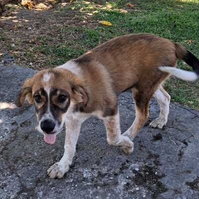 Elina - fällt mit ihrem besonderen Wesen sofort auf / Vorgemerkt, gr. Schäferhund-Mischling Welpen - Hündin