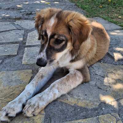 Elina - fällt mit ihrem besonderen Wesen sofort auf, gr. Schäferhund-Mischling Welpen - Hündin
