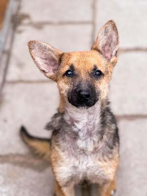 Eliot, Mischling - Rüde