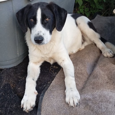 Eliot - ein offener kleiner Kerl - voller Lebensfreude / Reserviert, gr. Schäferhund/Jagdhund-Mischling - Rüde