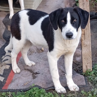 Eliot - ein offener kleiner Kerl - voller Lebensfreude, gr. Schäferhund/Jagdhund-Mischling - Rüde