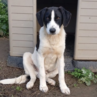 Eliot - ein offener kleiner Kerl - voller Lebensfreude, gr. Schäferhund/Jagdhund-Mischling - Rüde
