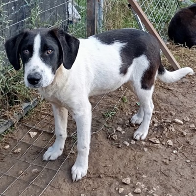 Eliot - ein offener kleiner Kerl - voller Lebensfreude, gr. Schäferhund/Jagdhund-Mischling - Rüde