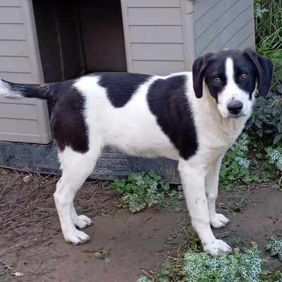 Eliot - ein offener kleiner Kerl - voller Lebensfreude, gr. Schäferhund/Jagdhund-Mischling - Rüde