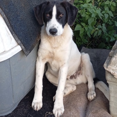 Eliot - ein offener kleiner Kerl - voller Lebensfreude, gr. Schäferhund/Jagdhund-Mischling - Rüde