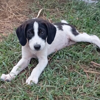 Eliot - ein offener kleiner Kerl - voller Lebensfreude, gr. Schäferhund/Jagdhund-Mischling Welpen - Rüde