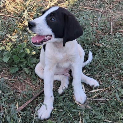 Eliot - ein offener kleiner Kerl - voller Lebensfreude, gr. Schäferhund/Jagdhund-Mischling Welpen - Rüde