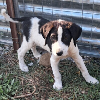 Eliot - ein offener kleiner Kerl - voller Lebensfreude, gr. Schäferhund/Jagdhund-Mischling Welpen - Rüde