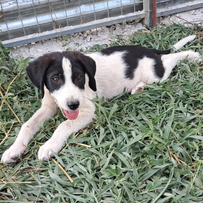 Eliot - ein offener kleiner Kerl - voller Lebensfreude, gr. Schäferhund/Jagdhund-Mischling Welpen - Rüde