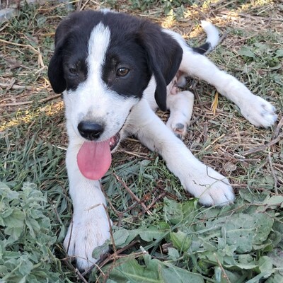 Eliot - ein offener kleiner Kerl - voller Lebensfreude, gr. Schäferhund/Jagdhund-Mischling Welpen - Rüde