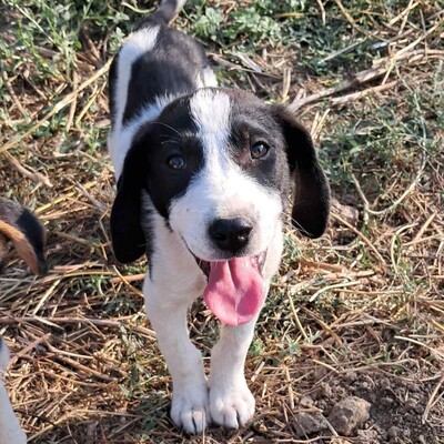 Eliot - ein offener kleiner Kerl - voller Lebensfreude, gr. Schäferhund/Jagdhund-Mischling Welpen - Rüde