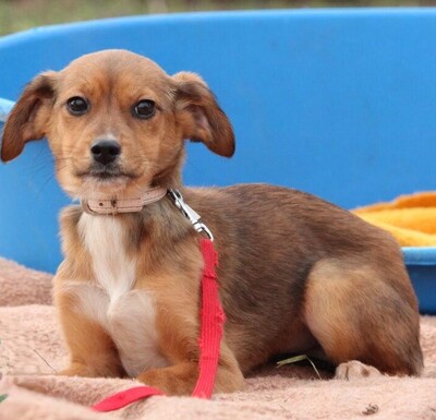 Elisa, Mischling Welpen - Hündin