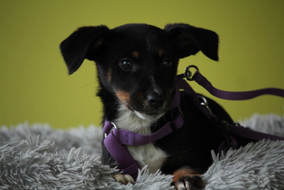 Elisa, Mischling Welpen - Hündin