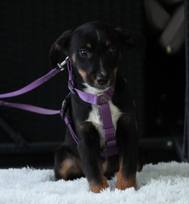 Elisa, Mischling Welpen - Hündin