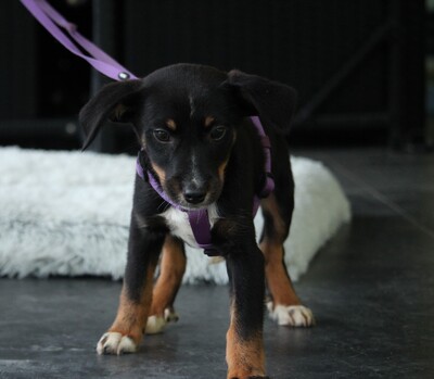 Elisa, Mischling Welpen - Hündin