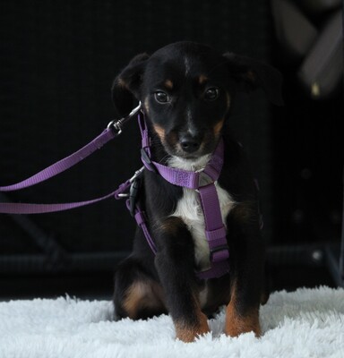 Elisa, Mischling Welpen - Hündin