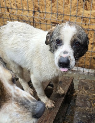 Elisa, Mix - Hündin