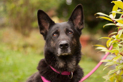 Elisa - Schäferhund - Mit Video, Schäferhund - Hündin