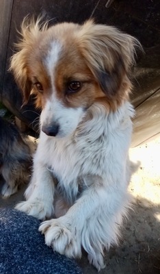 Elisia, Mix - Hündin