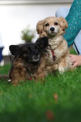 Ella & Frieda unzertrennlich, Mischling - Hündin
