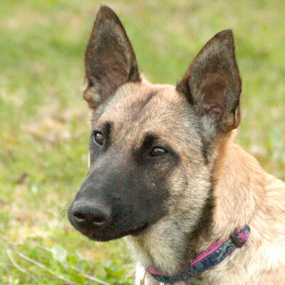 Ella, Malinois-Mix - Hündin