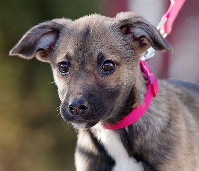 Ella, Mischling Welpen - Hündin