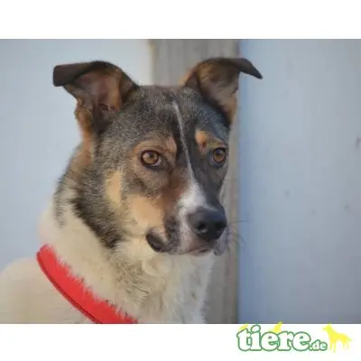 Ella, Mix - Hündin