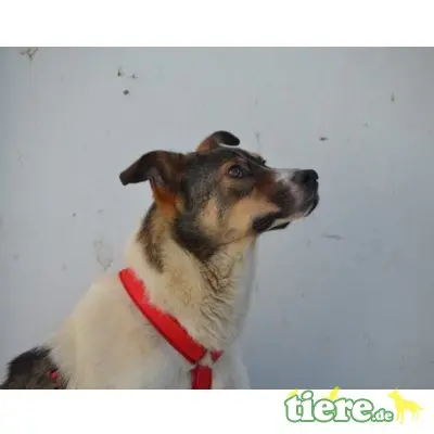 Ella, Mix - Hündin