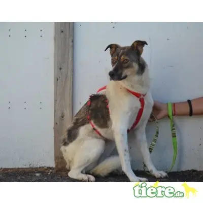 Ella, Mix - Hündin