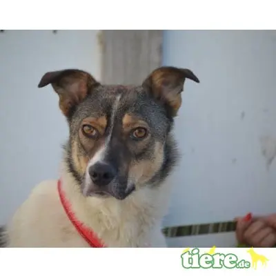 Ella, Mix - Hündin