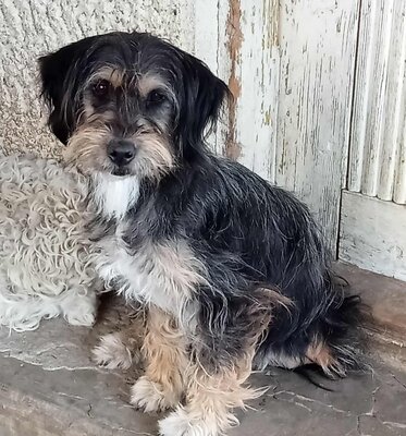 Ella, Mix - Hündin
