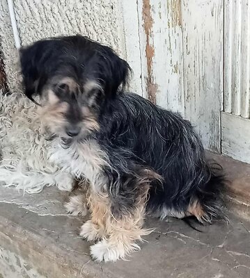 Ella, Mix - Hündin