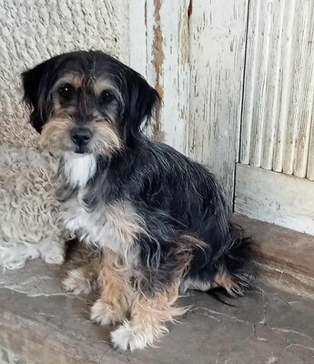 Ella, Mix - Hündin
