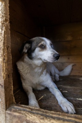 Ella – kleines Energiebündel sucht ihre Menschen! 💕🐾, Mischling - Hündin