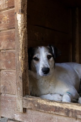 Ella – kleines Energiebündel sucht ihre Menschen! 💕🐾, Mischling - Hündin